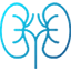 Kidney